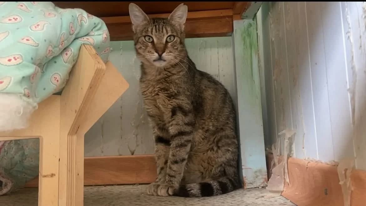 FLORIOS, male 4yo Mixed Breed for adoption at Naxos Animal Welfare Society (NAWS), Naxos