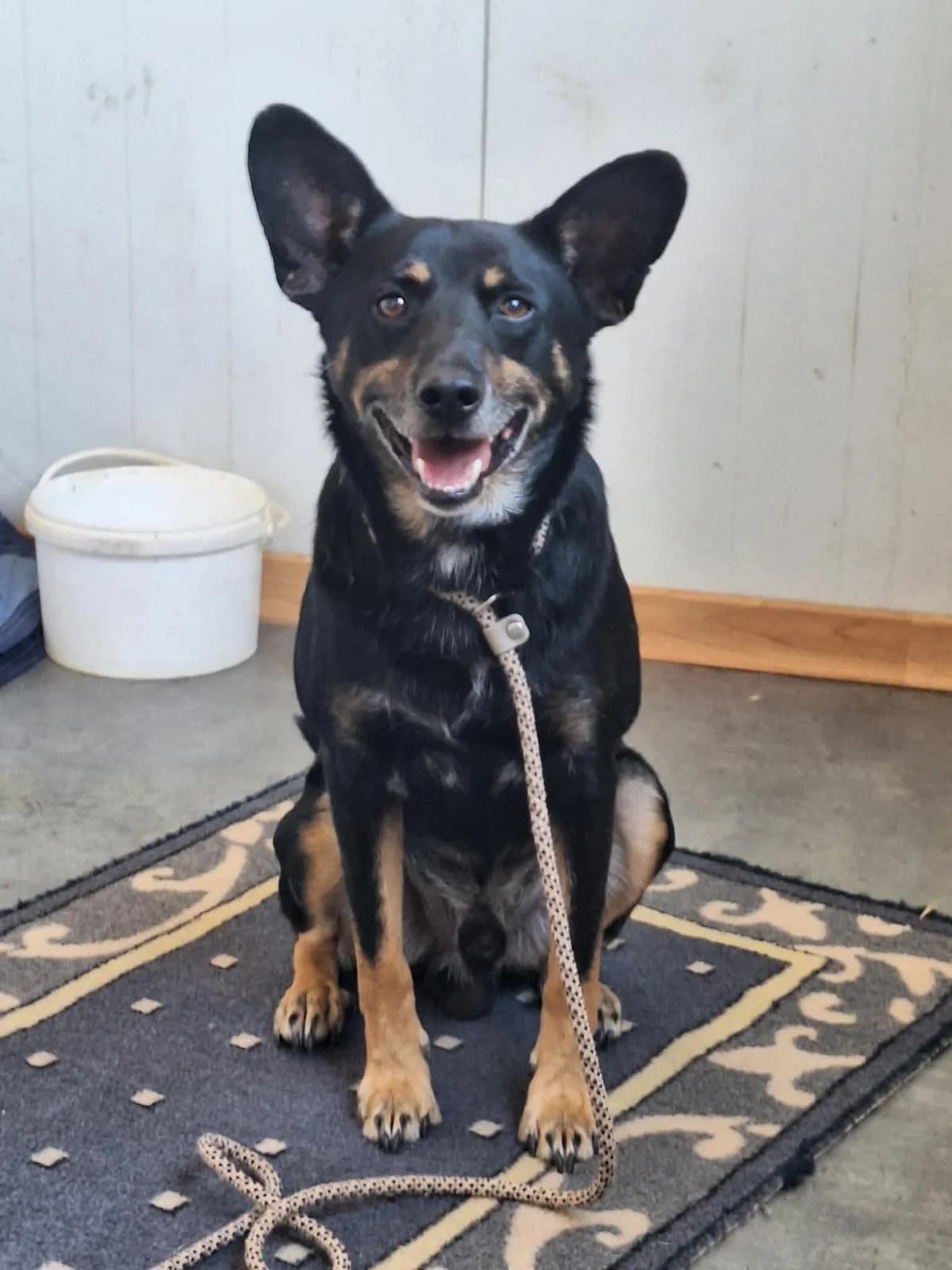 FRED, 6yo mixed breed for adoption at Naxos Animal Welfare Society (NAWS), Naxos