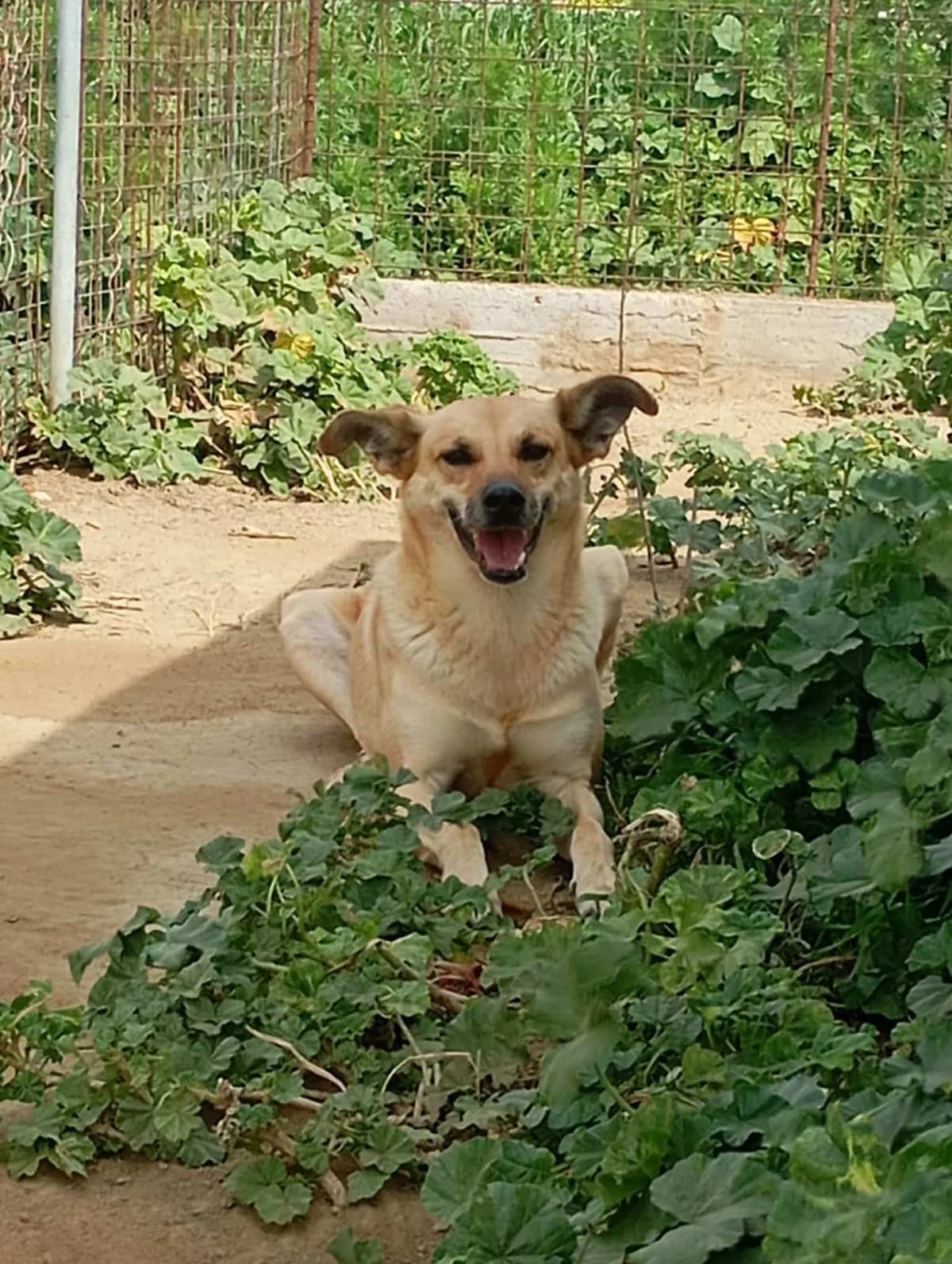 GALINOS, male 6yo Mixed Breed for adoption at Naxos Animal Welfare Society (NAWS), Naxos