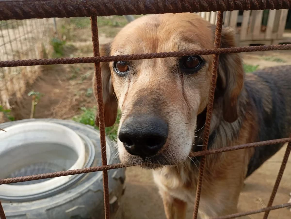 GIGIS, male senior mixed breed for adoption at Naxos Animal Welfare Society (NAWS), Naxos