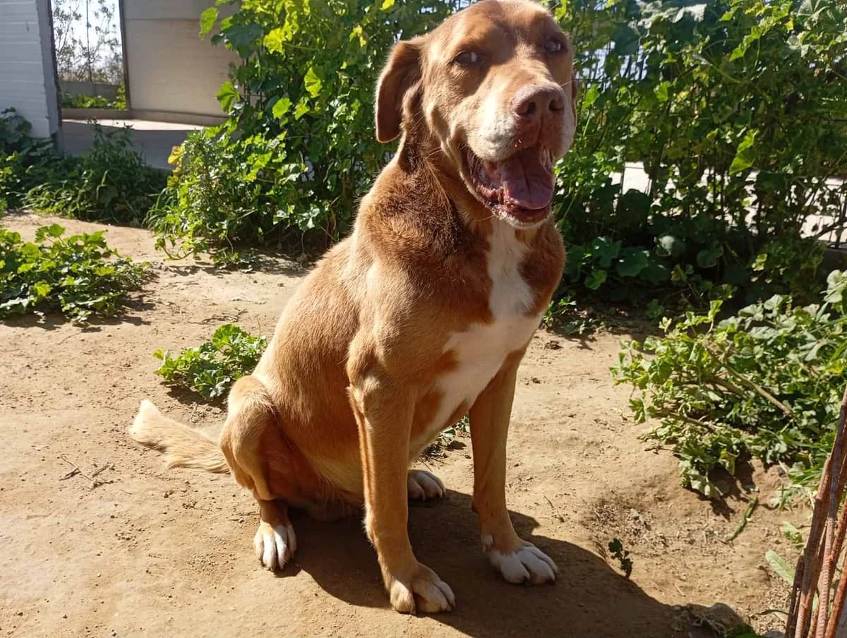 JACK, male senior mixed breed for adoption at Naxos Animal Welfare Society (NAWS), Naxos