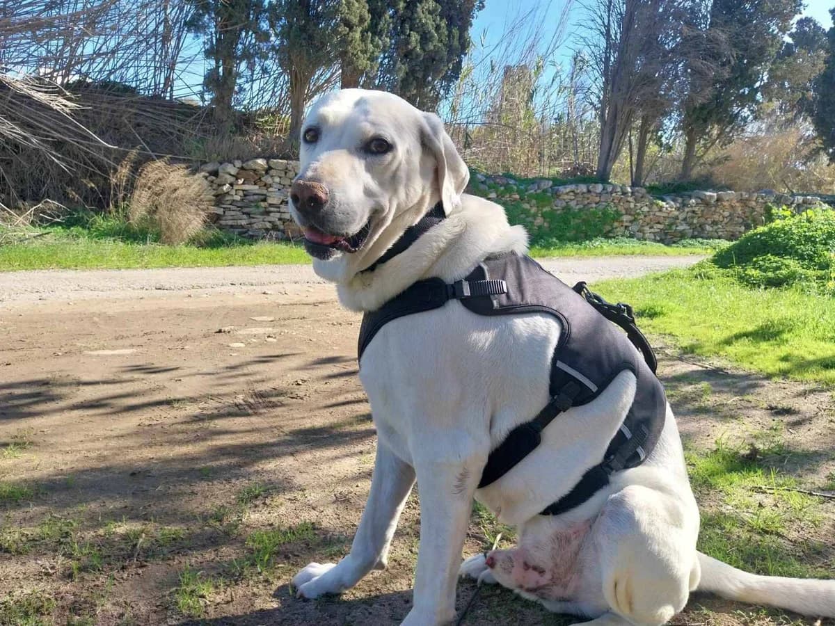 JERRY, senior Labrador Retriever for adoption at Naxos Animal Welfare Society (NAWS), Naxos