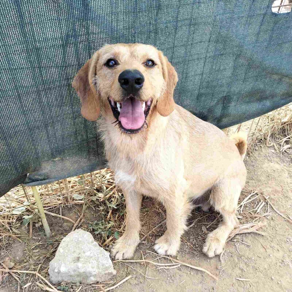 JOSCHA, male puppy Mixed Breed for adoption at Naxos Animal Welfare Society (NAWS), Naxos