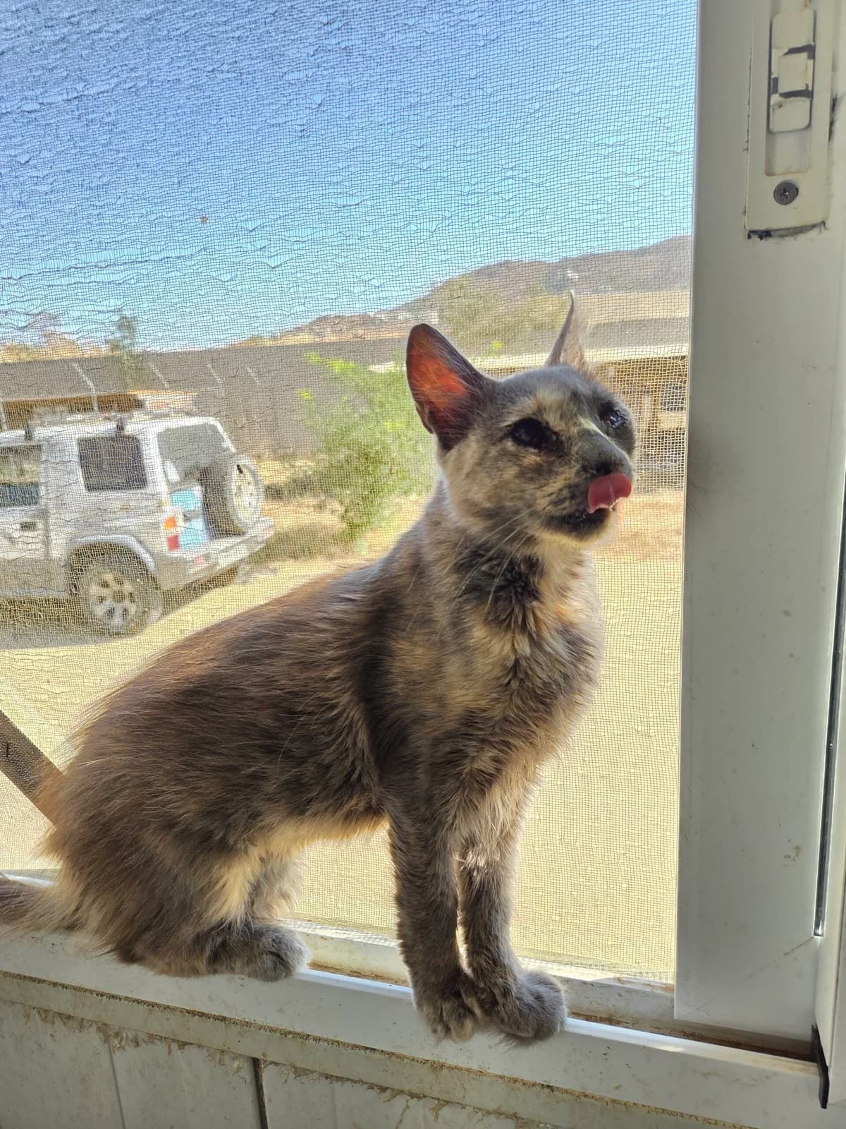 JULA, female Mixed Breed for adoption at Naxos Animal Welfare Society (NAWS), Naxos