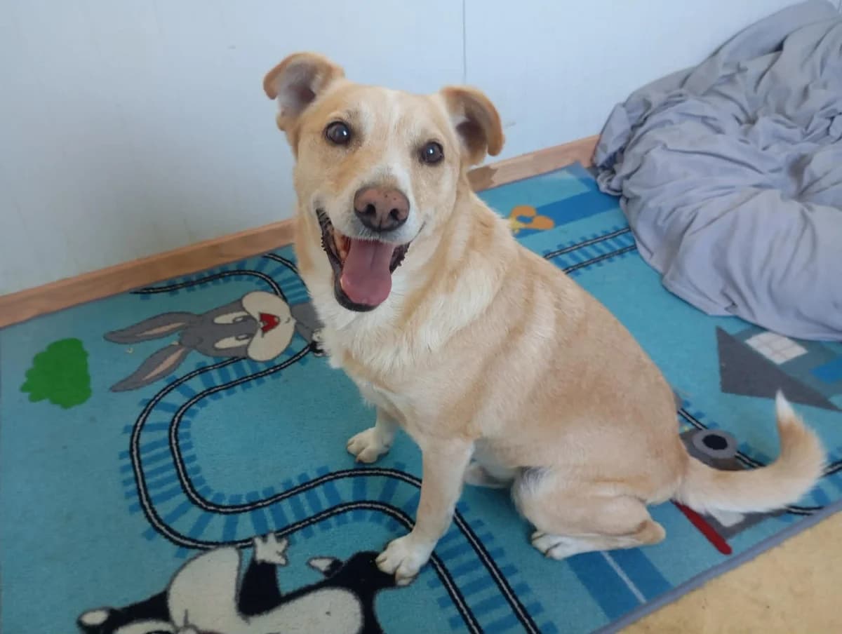 KANELAKIS, male senior mixed breed for adoption at Naxos Animal Welfare Society (NAWS), Naxos