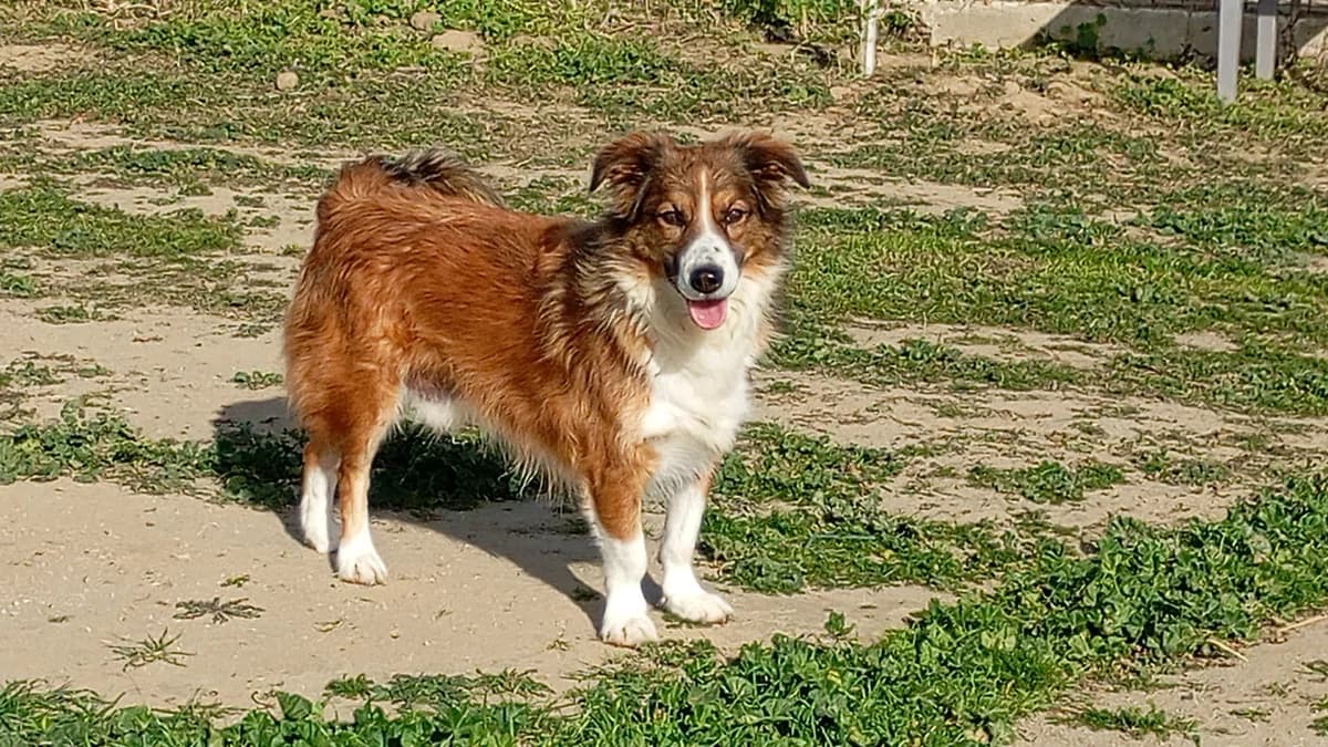 KYLO, male 6yo mixed breed for adoption at Naxos Animal Welfare Society (NAWS), Naxos