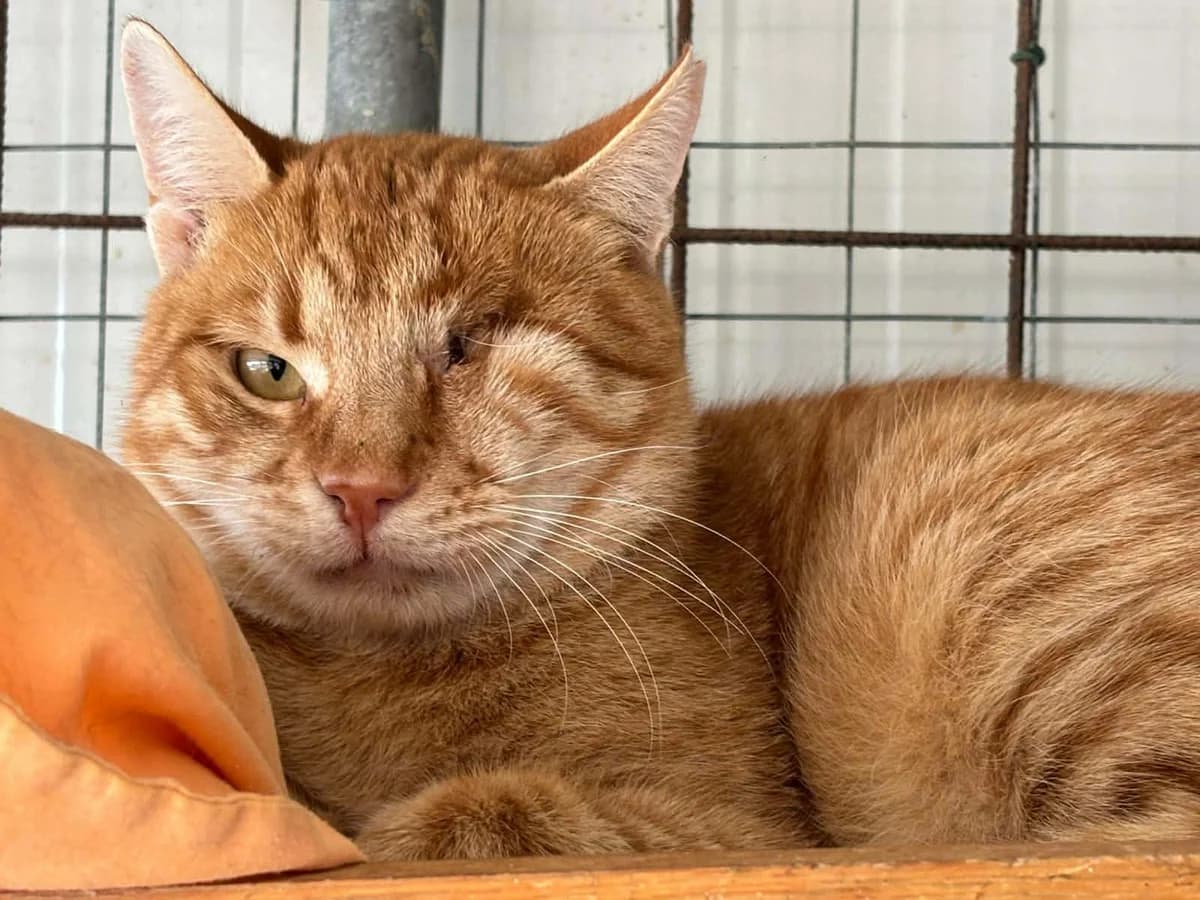 LAKI, male young Mixed Breed for adoption at Naxos Animal Welfare Society (NAWS), Naxos