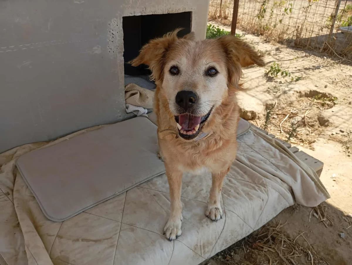 LAURITA, female senior mixed breed for adoption at Naxos Animal Welfare Society (NAWS), Naxos