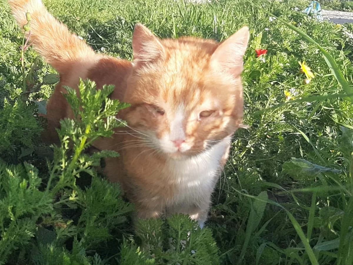 LENNART, male senior Mixed Breed for adoption at Naxos Animal Welfare Society (NAWS), Naxos