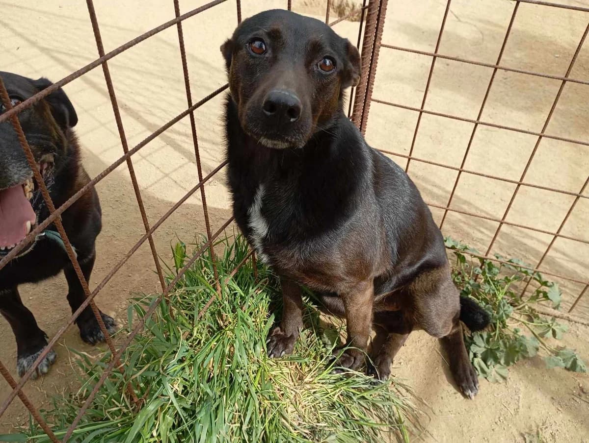 LOMRI, female 7yo mixed breed for adoption at Naxos Animal Welfare Society (NAWS), Naxos