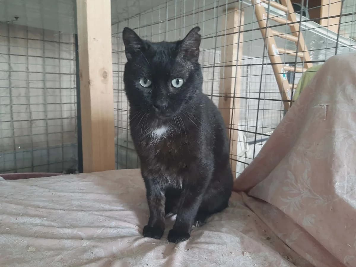 LOVUS, male 3yo Mixed Breed for adoption at Naxos Animal Welfare Society (NAWS), Naxos
