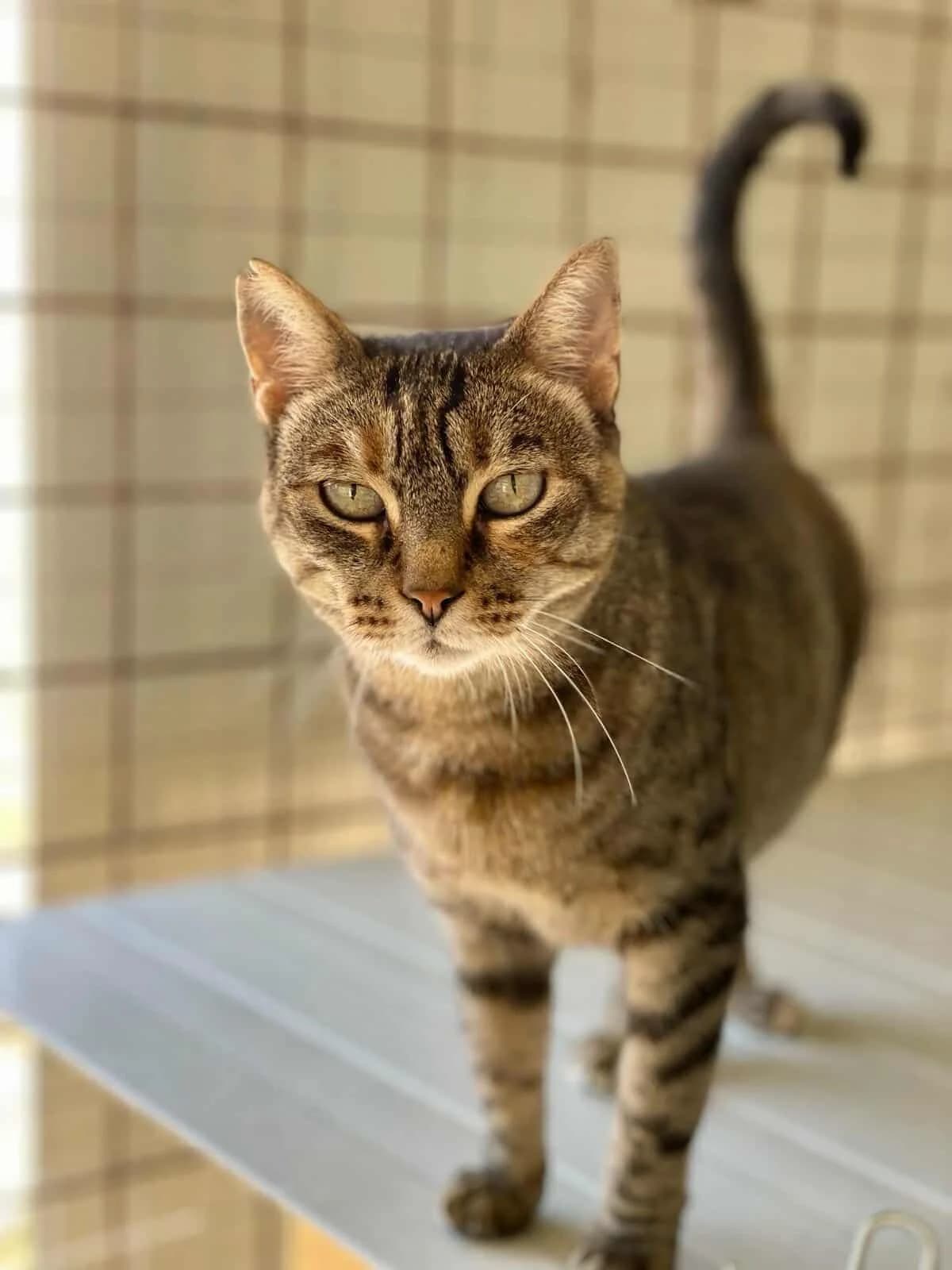 LUCIA, female 5yo Mixed Breed for adoption at Naxos Animal Welfare Society (NAWS), Naxos