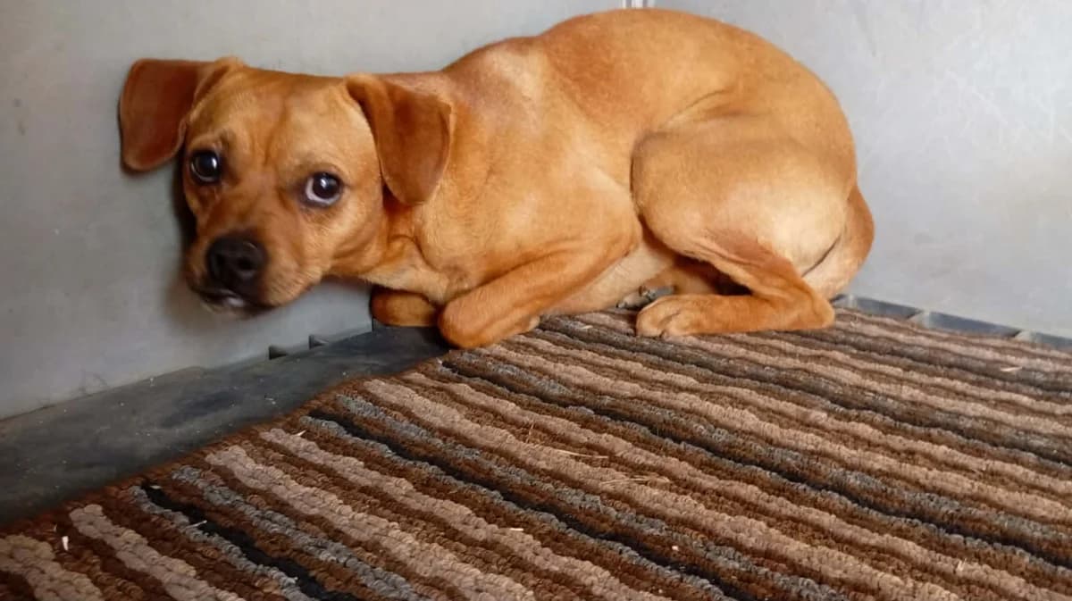 OSCAR, male young mixed breed for adoption at Naxos Animal Welfare Society (NAWS), Naxos