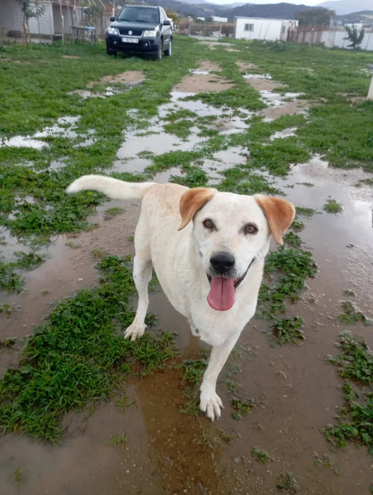 PEPE, male senior mixed breed for adoption at Naxos Animal Welfare Society (NAWS), Naxos