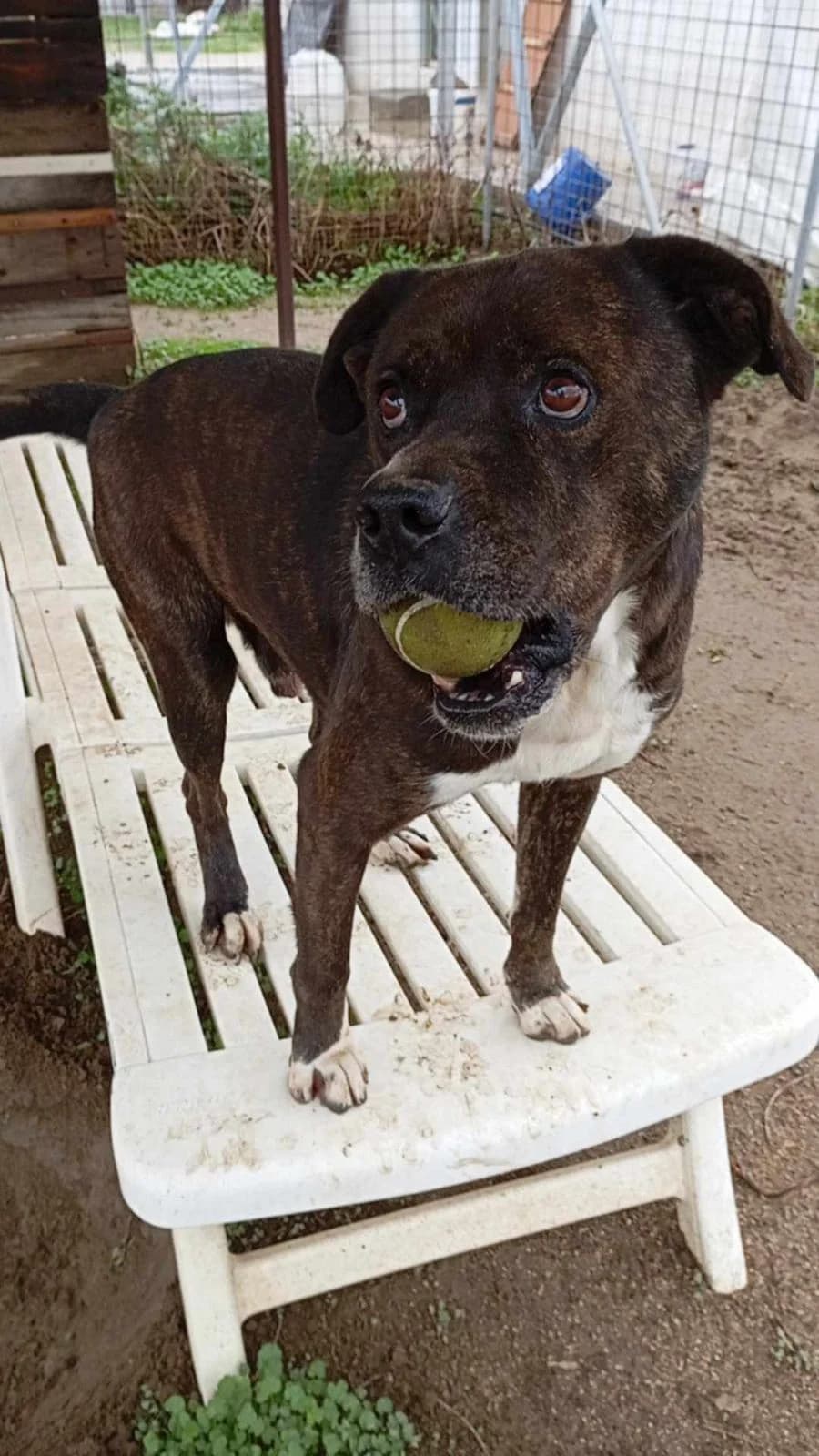 QUERVO, male senior Mixed Breed for adoption at Naxos Animal Welfare Society (NAWS), Naxos