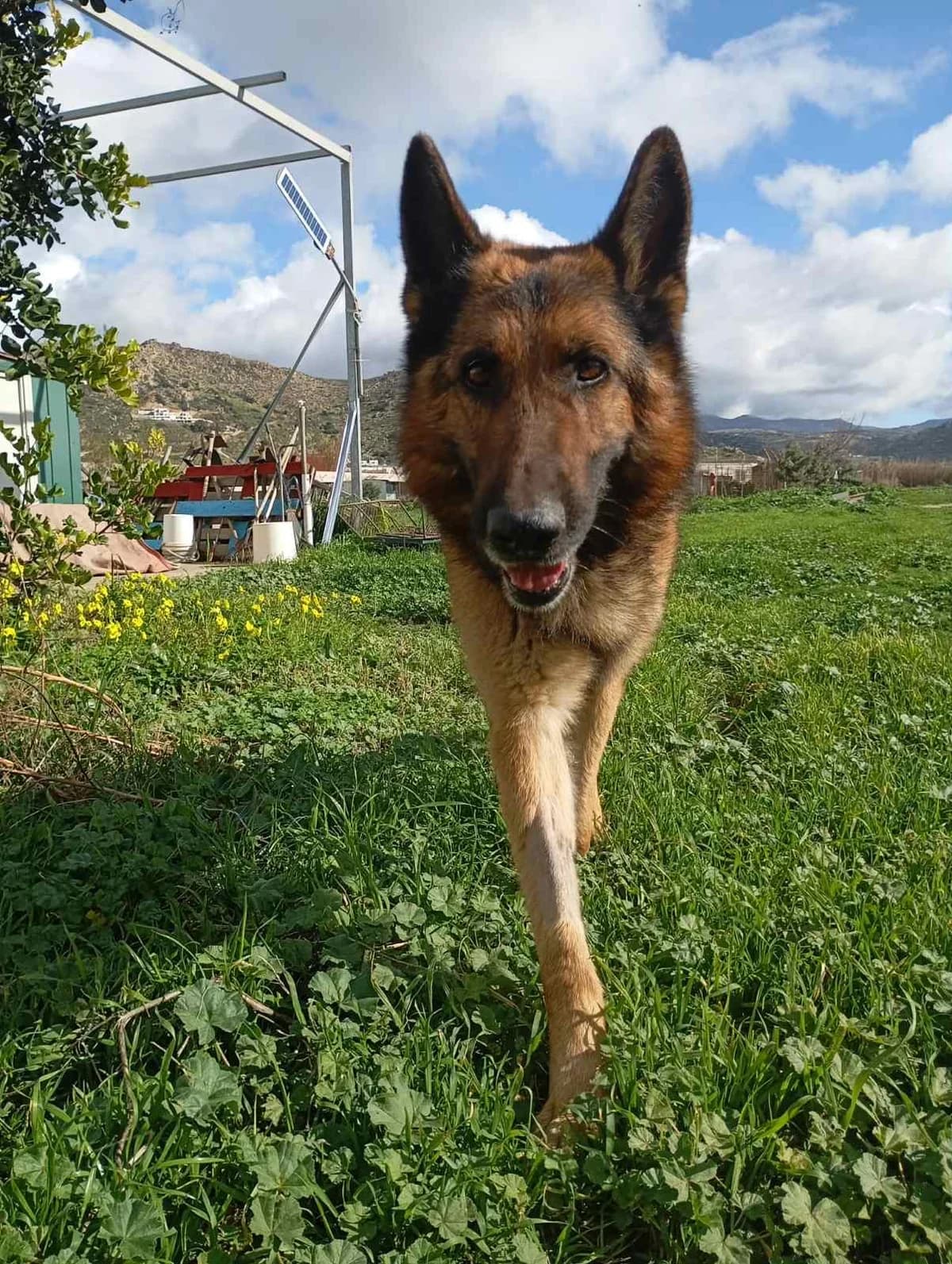 RAFAELO, female Mixed Breed for adoption at Naxos Animal Welfare Society (NAWS), Naxos