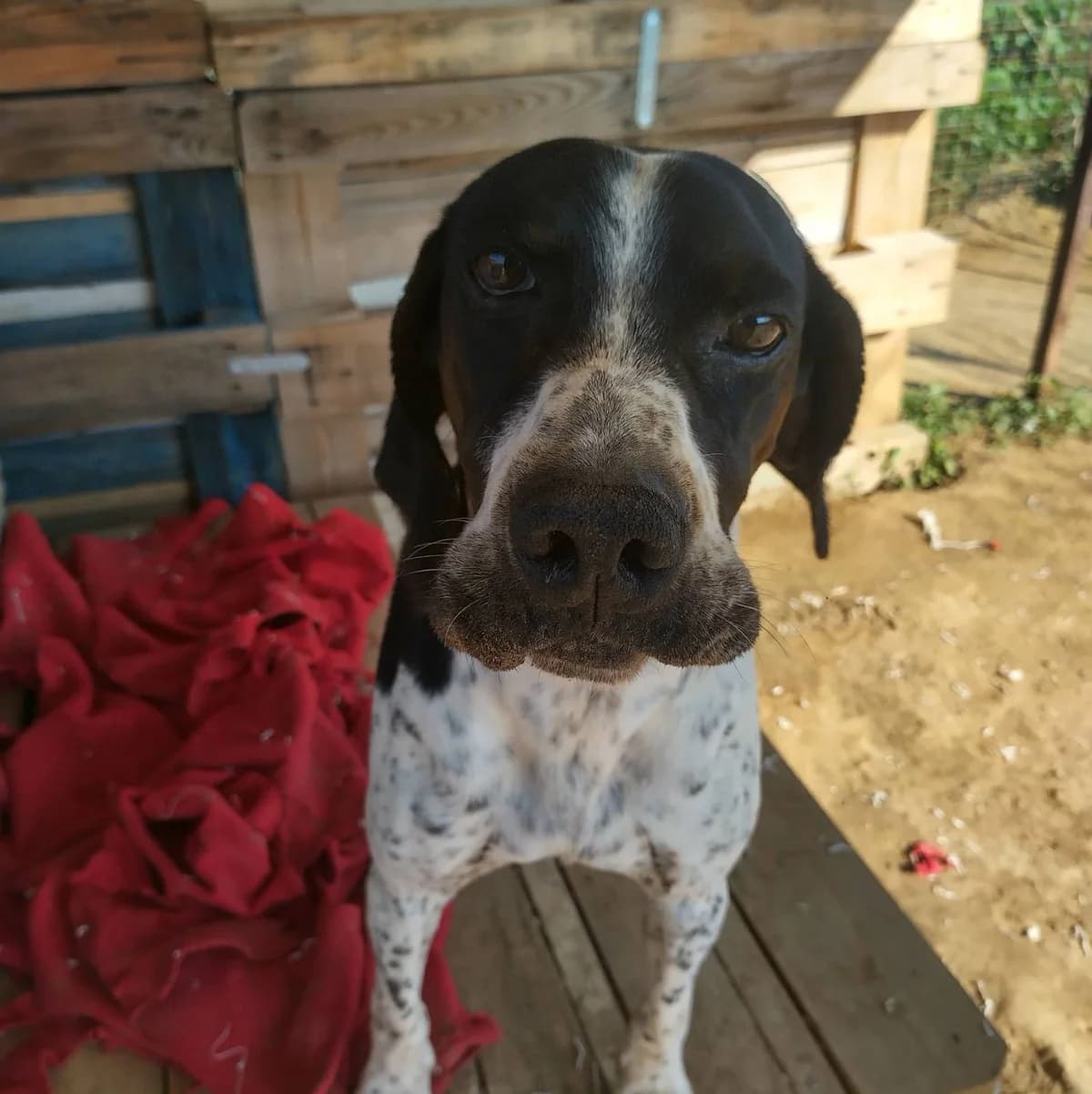 ROGER, male 7yo Mixed Breed for adoption at Naxos Animal Welfare Society (NAWS), Naxos