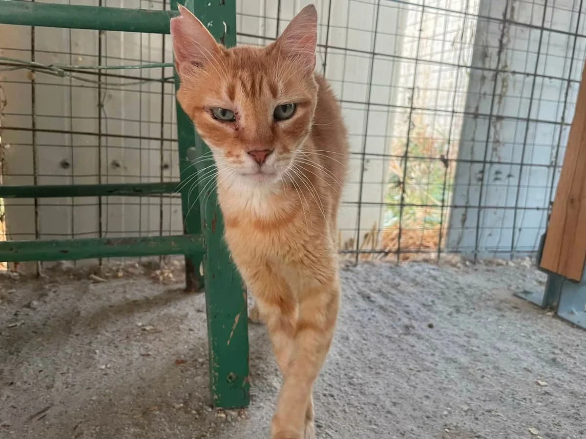 SOPHIA, female young Mixed Breed for adoption at Naxos Animal Welfare Society (NAWS), Naxos