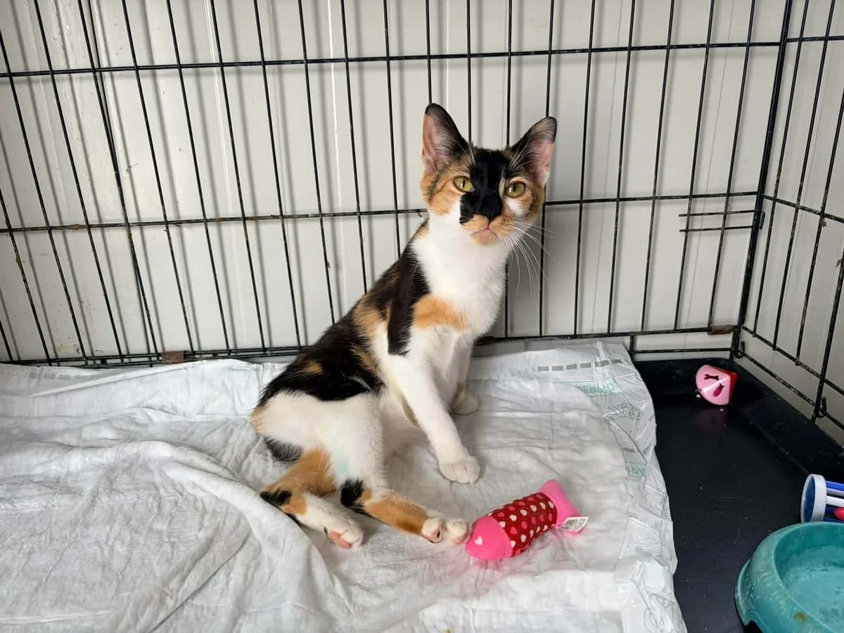 SWEETIE, female Mixed Breed for adoption at Naxos Animal Welfare Society (NAWS), Naxos