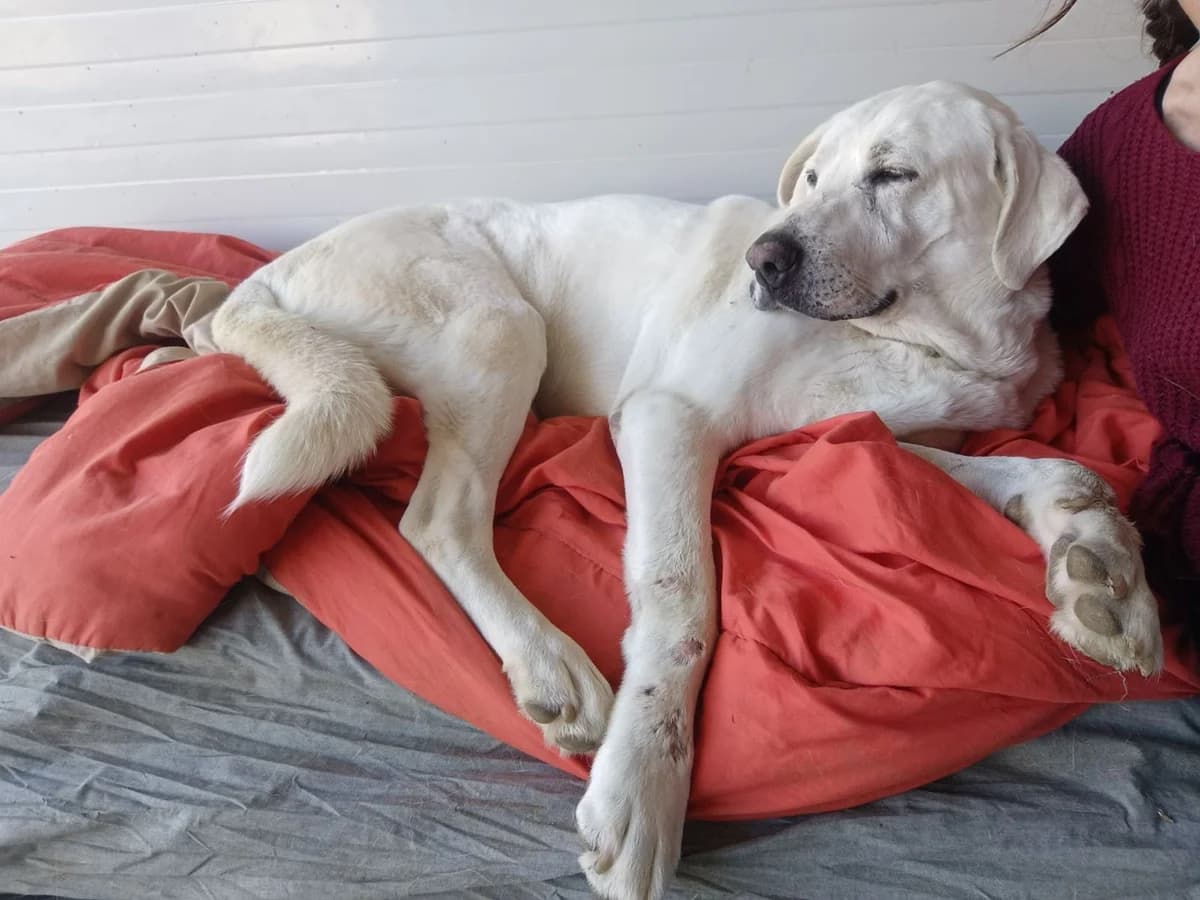 YURI, male senior Mixed Breed for adoption at Naxos Animal Welfare Society (NAWS), Naxos