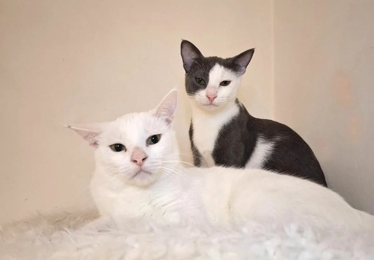 Arwen & Eolin, Mixed Breed for adoption at Nine Lives Greece