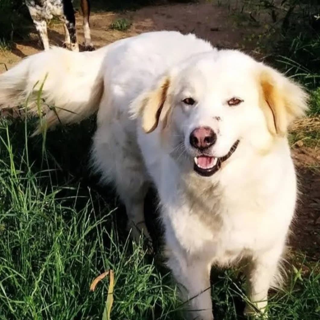 Radal, male Mixed Breed for adoption at Σύλλογος Ζωόφιλων Γιαννιτσών