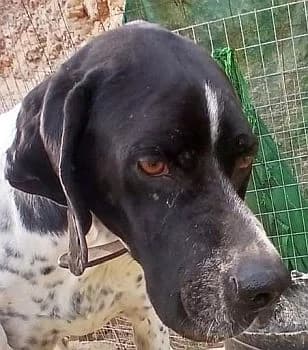 Aris, male Pointer for adoption at Paws Of Kalymnos