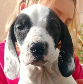 Coeur, female Pointer for adoption at Paws Of Kalymnos