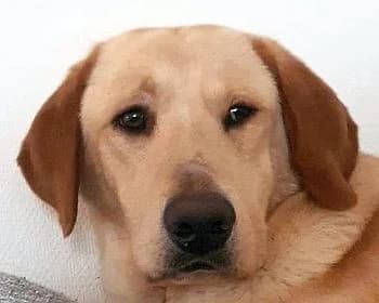 Gandhi, male Mixed Breed for adoption at Paws Of Kalymnos