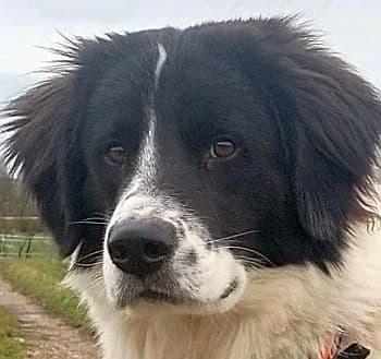 Gatsby, male Mixed Breed for adoption at Paws Of Kalymnos