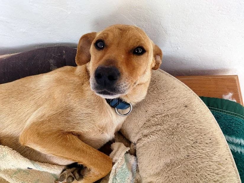 Kanella, female Mixed Breed for adoption at Paws Of Kalymnos