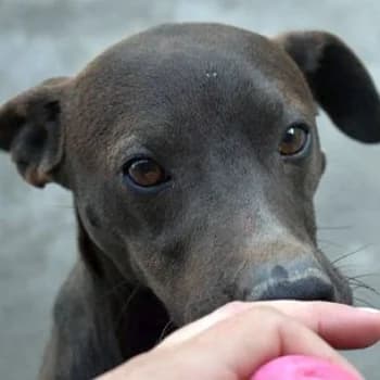 King, male Mixed Breed for adoption at Paws Of Kalymnos