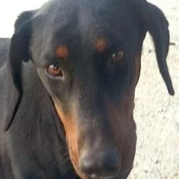 Kleopatra, female Doberman for adoption at Paws Of Kalymnos
