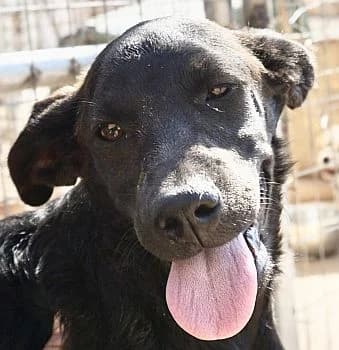 Kori, female Mixed Breed for adoption at Paws Of Kalymnos