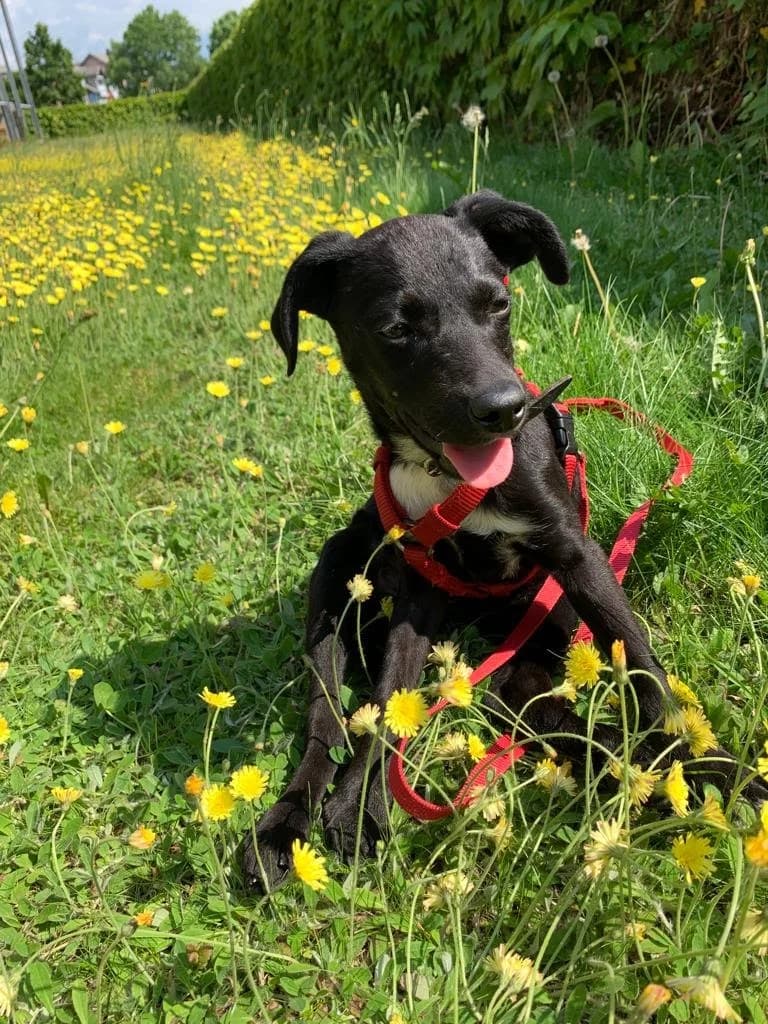 Meli, female Mixed Breed for adoption at Paws Of Kalymnos
