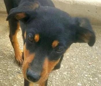 Mira, female Mixed Breed for adoption at Paws Of Kalymnos