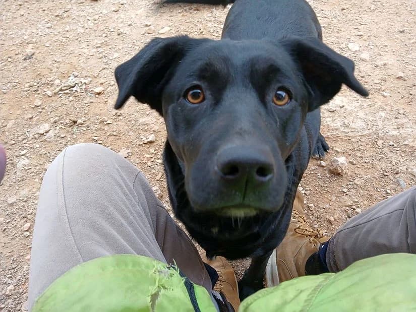 Nami, female Mixed Breed for adoption at Paws Of Kalymnos