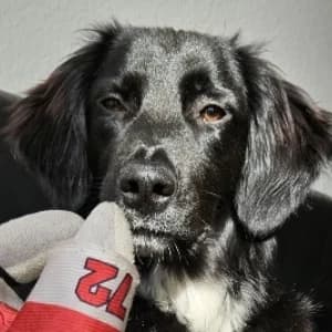 Nike, female Mixed Breed for adoption at Paws Of Kalymnos