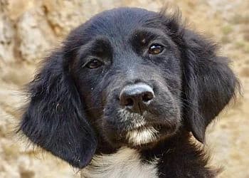 Nutella, female Mixed Breed for adoption at Paws Of Kalymnos