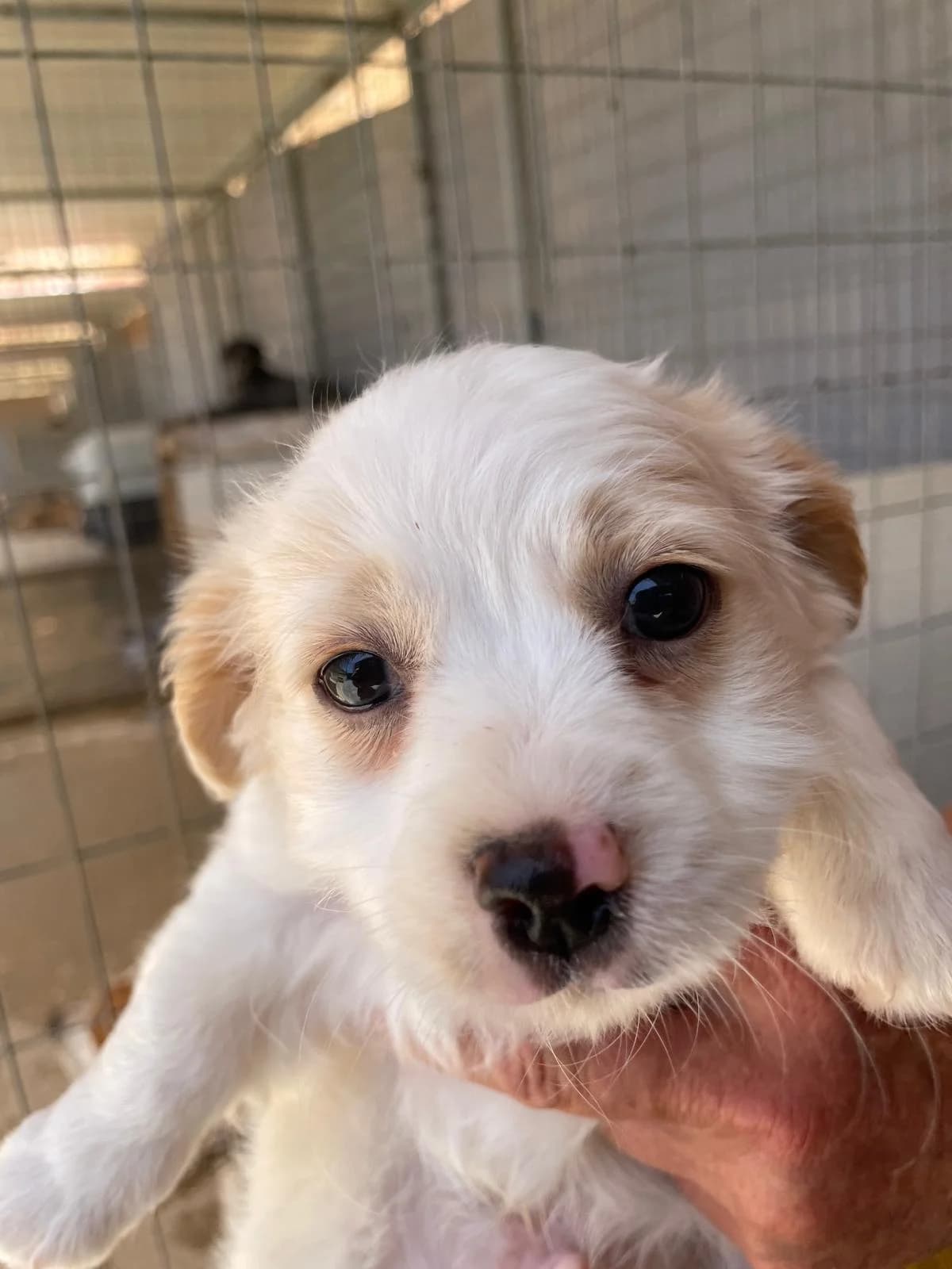 Ole, male Mixed Breed for adoption at Paws Of Kalymnos