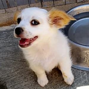 Olga, female Mixed Breed for adoption at Paws Of Kalymnos