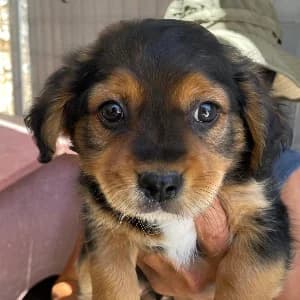 Onyx, male Mixed Breed for adoption at Paws Of Kalymnos