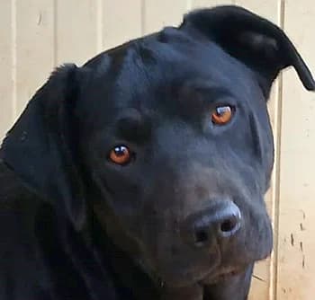 Sanji, male Mixed Breed for adoption at Paws Of Kalymnos