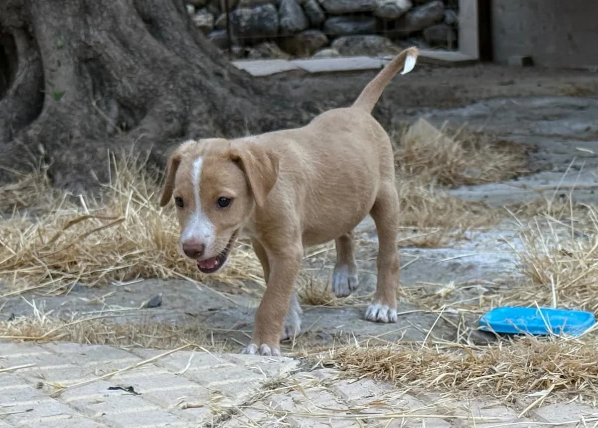 Claire, female puppy Mixed Breed for adoption at PAWS Paleochora, Paleochora (Chania, Crete)