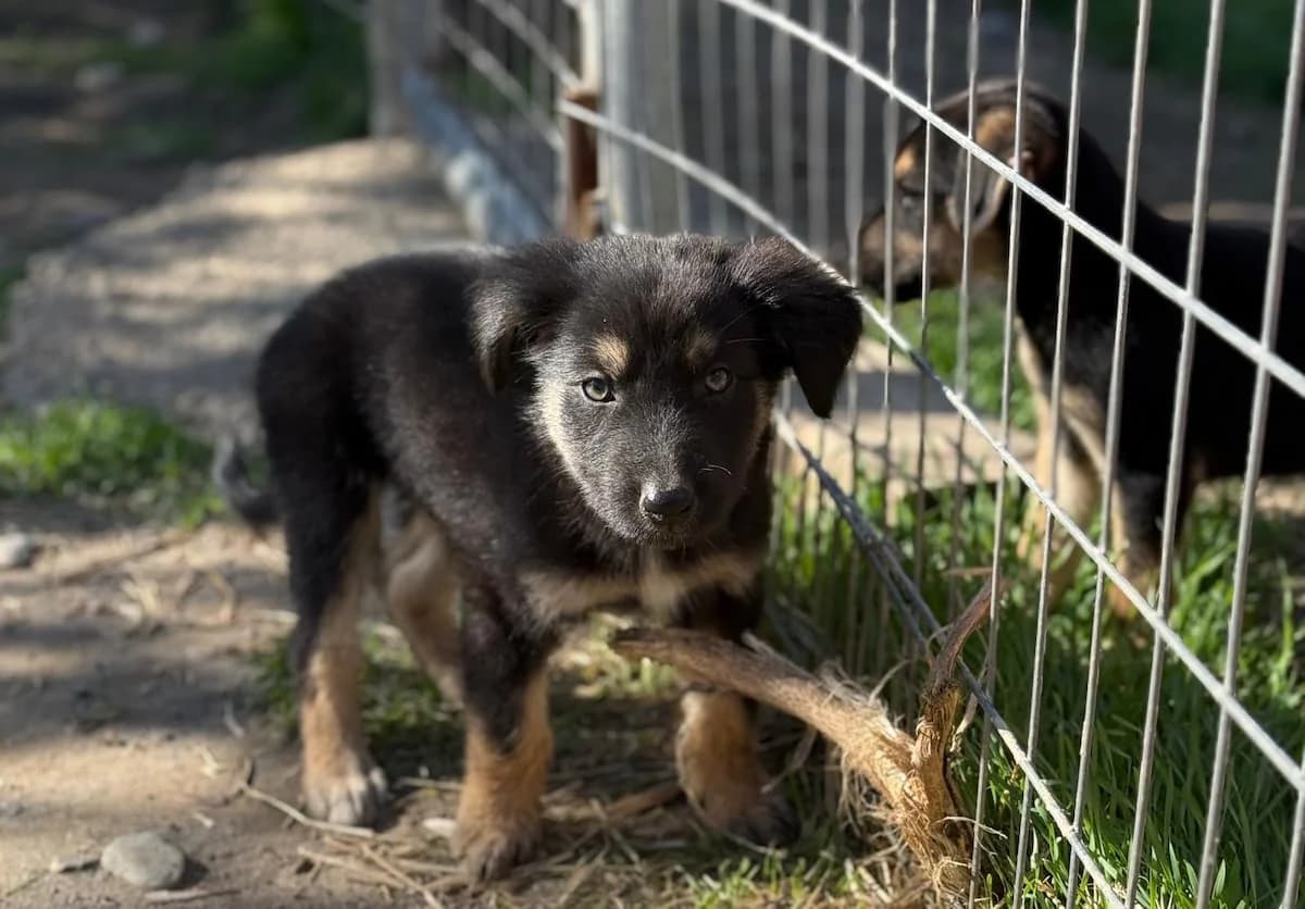 Enzo, male puppy Mixed Breed for adoption at PAWS Paleochora, Paleochora (Chania, Crete)
