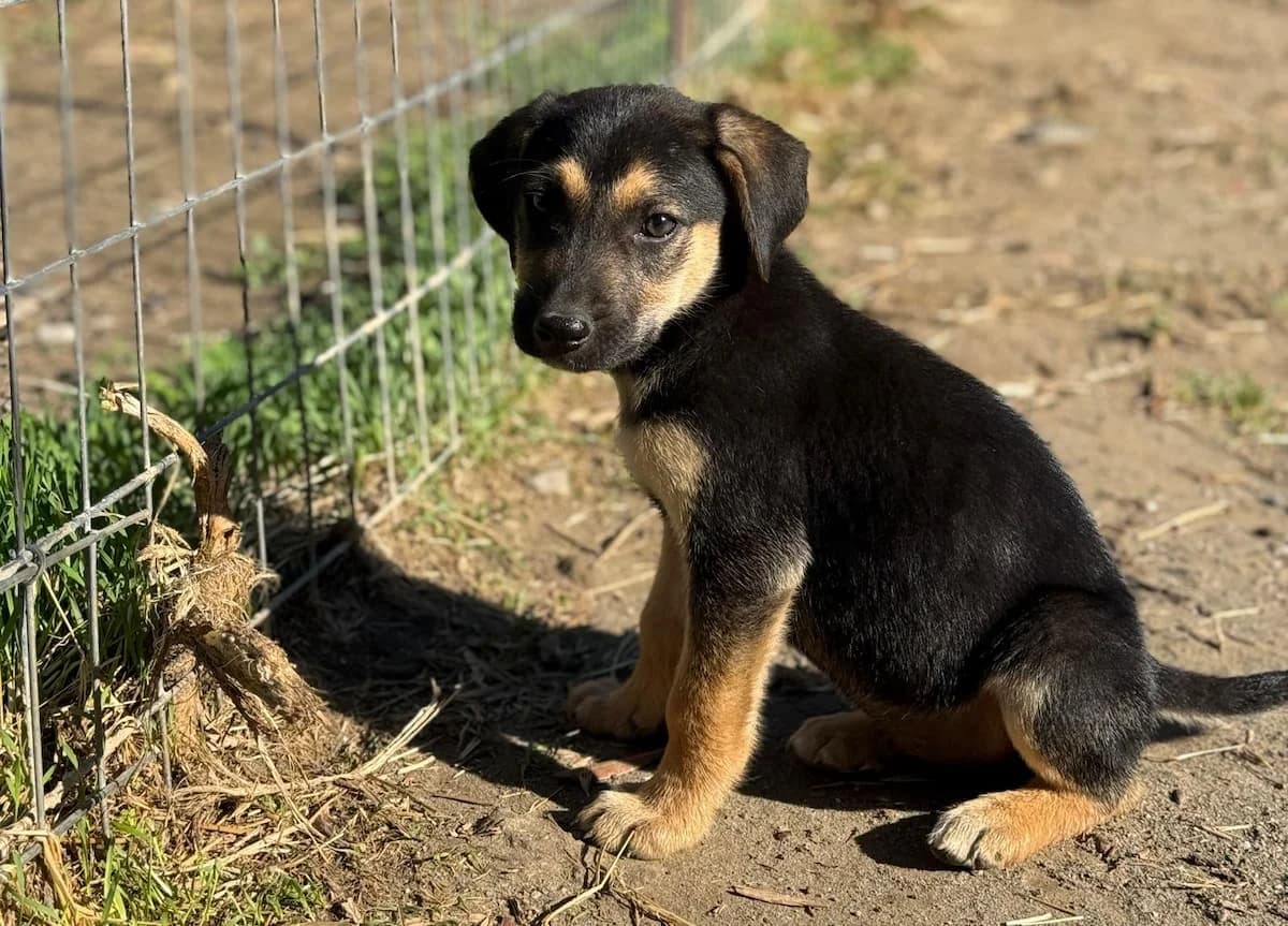 Milo, male puppy Mixed Breed for adoption at PAWS Paleochora, Paleochora (Chania, Crete)
