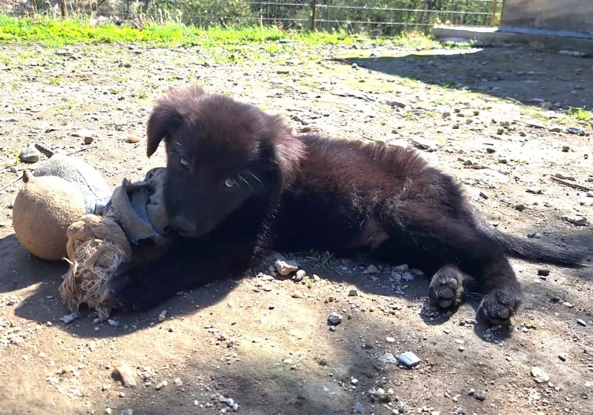 Nick, male puppy Mixed Breed for adoption at PAWS Paleochora, Paleochora (Chania, Crete)