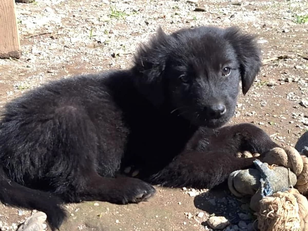 Onyx, male puppy Mixed Breed for adoption at PAWS Paleochora, Paleochora (Chania, Crete)