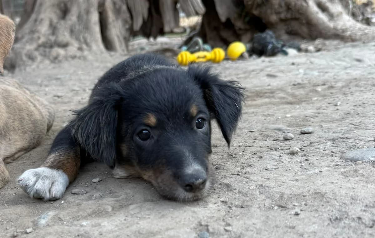 Pierre, male puppy Mixed Breed for adoption at PAWS Paleochora, Paleochora (Chania, Crete)