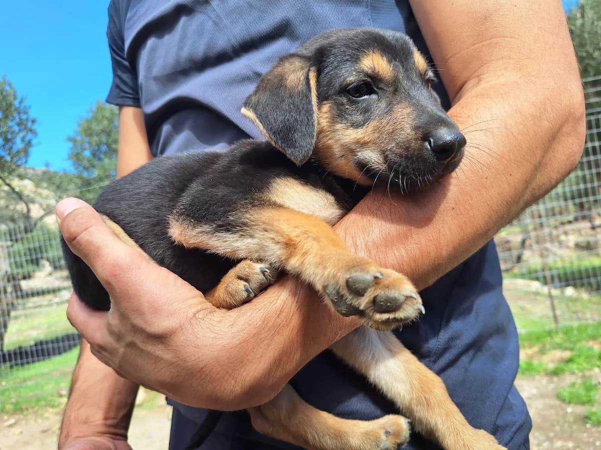 Taro, male puppy Mixed Breed for adoption at PAWS Paleochora, Paleochora (Chania, Crete)
